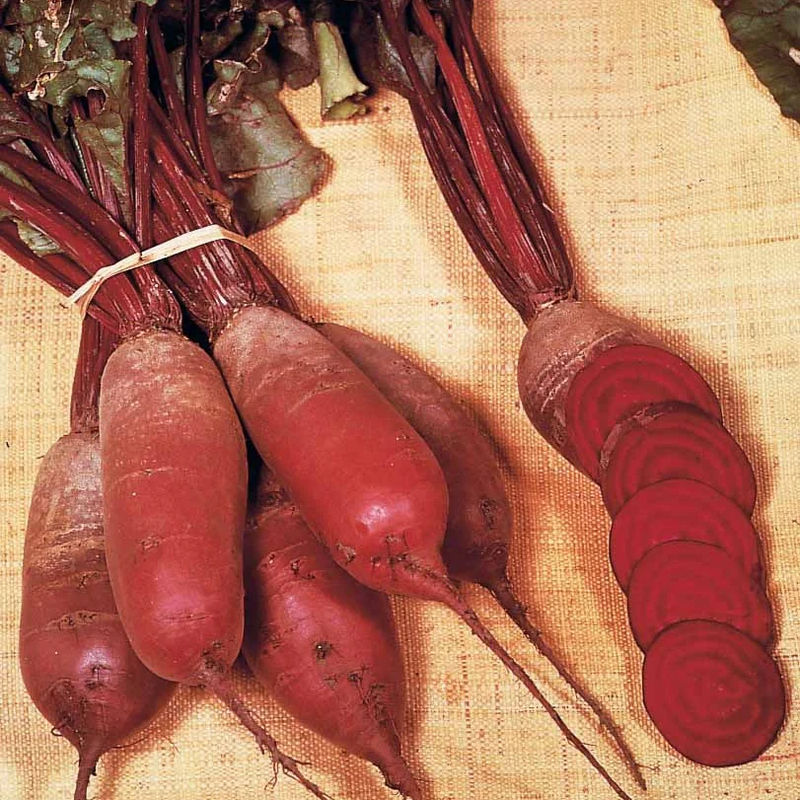 Rote Rübe Cylindra