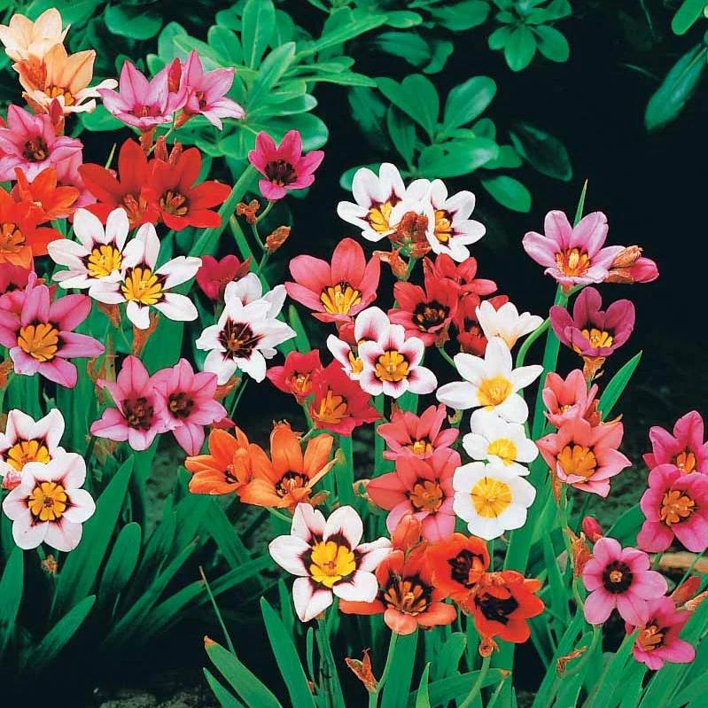 Zigeunerblume Tricolor (x25)