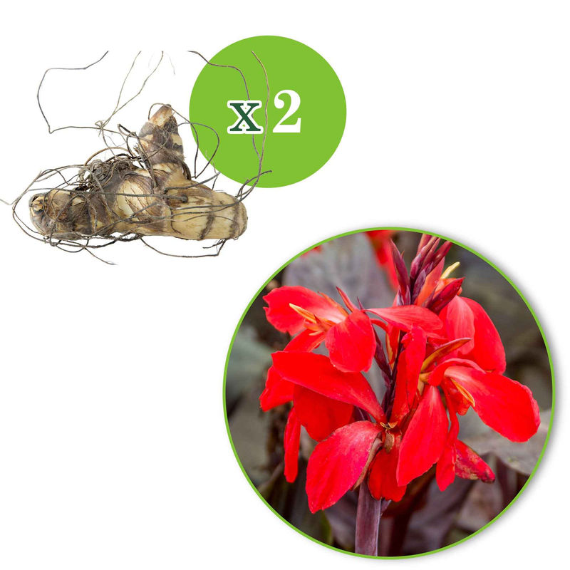 Indisches Blumenrohr 'Red Futurity' (x2)