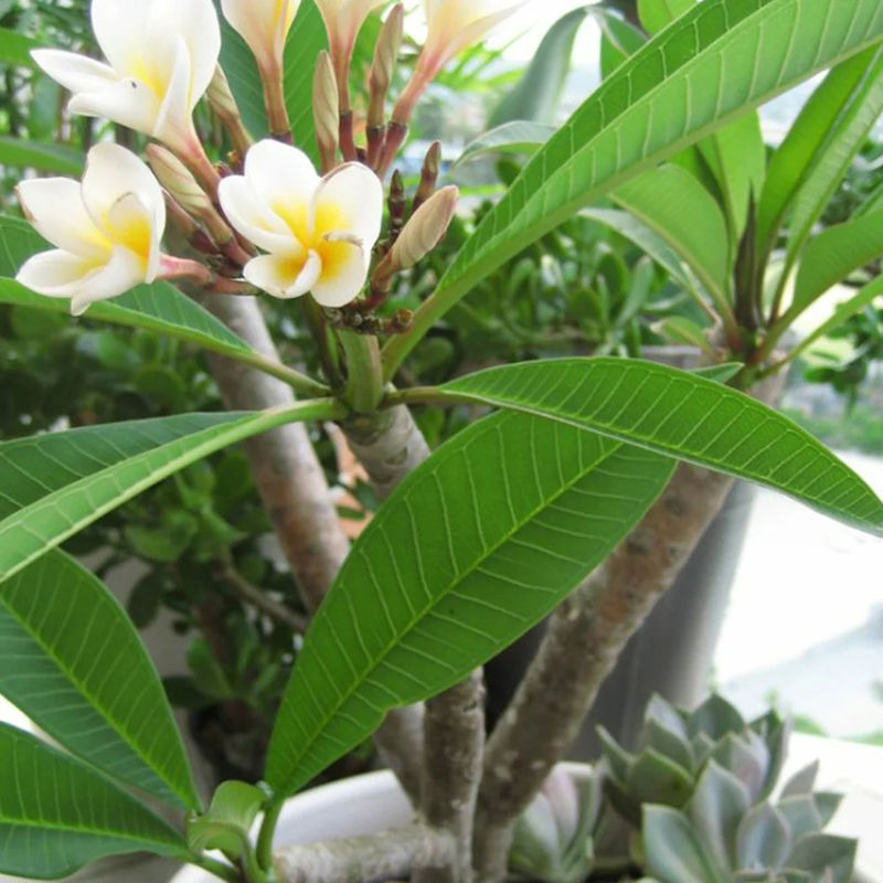 Frangipani