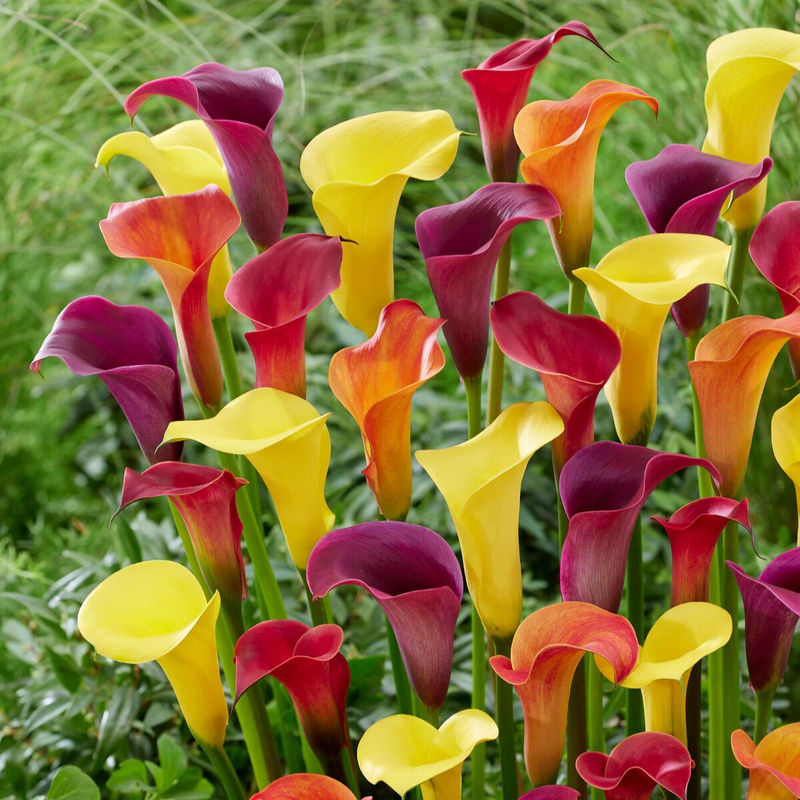 Calla Mischung (gelb-rot-rosa) (x3)