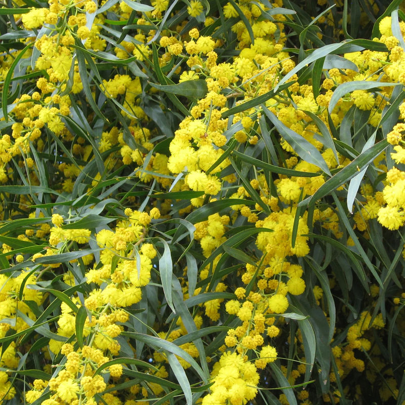 Mimose der vier Jahreszeiten