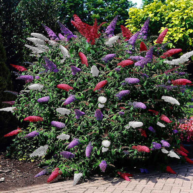 Schmetterlingsflieder 'Tricolor'