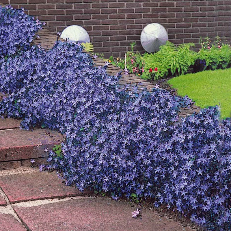 Steingarten-Glockenblumen - Title:Die 3 töpfe / Ø 9cm