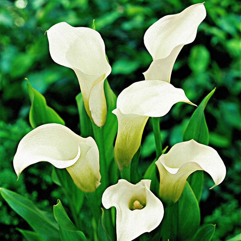 Gefleckte Calla (x2)