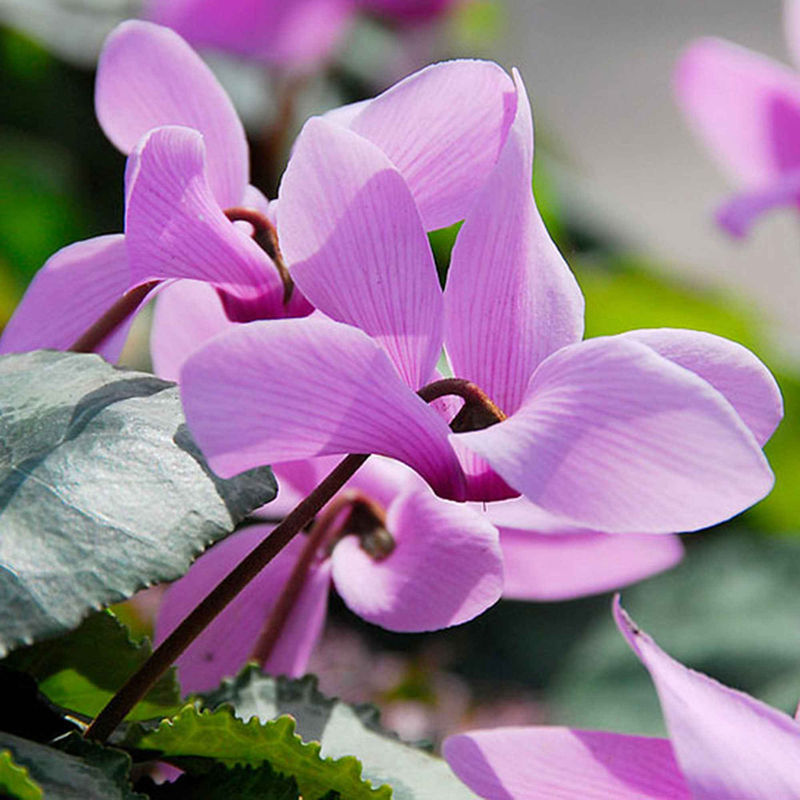 Alpenveilchen rosa (x3)