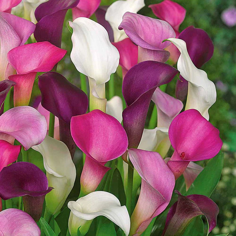 Calla Mischung (weiß + purpur + rosa) (x3)