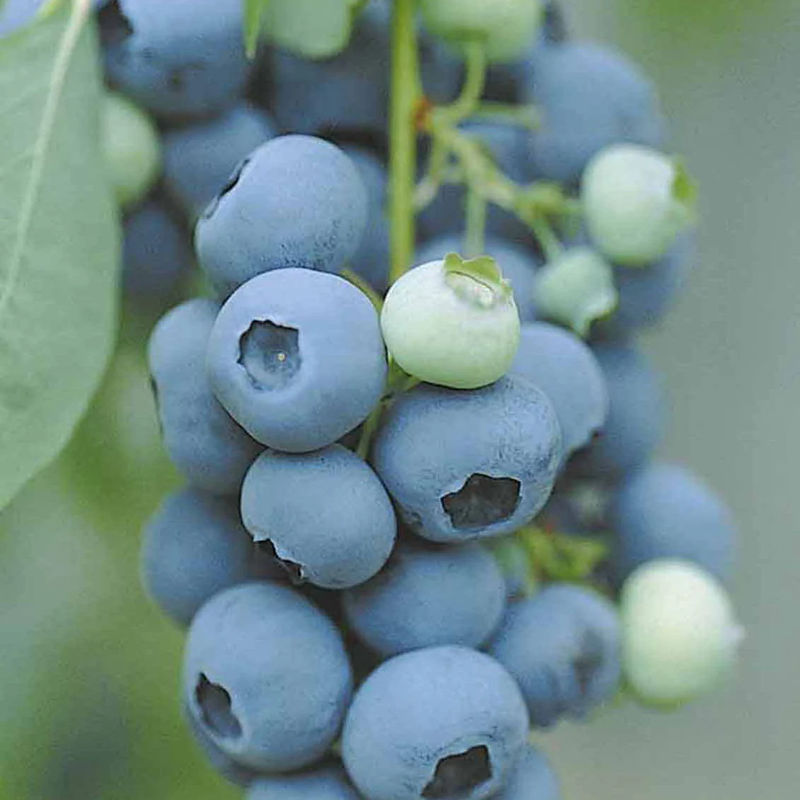 Heidelbeere Vitaminos - Title:Der topf / Ø 11cm / Lieferhöhe 30-40cm