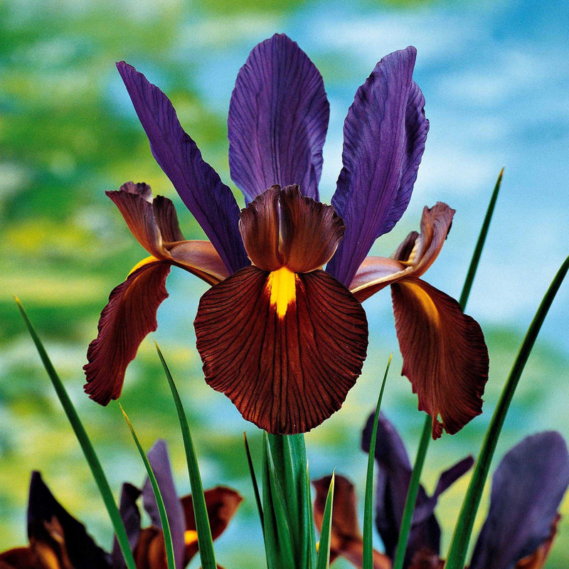 Holländische Iris Tiger Eyes (x10)