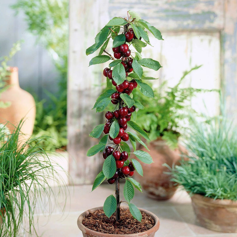 Säulenförmiger Kirschbaum  'Sylvia'