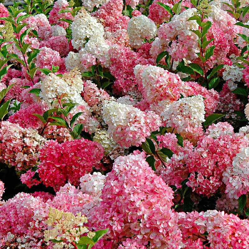 Rispenhortensie 'Vanille Fraise' - Title:Der topf / 1.3L / Lieferhöhe 20-30cm