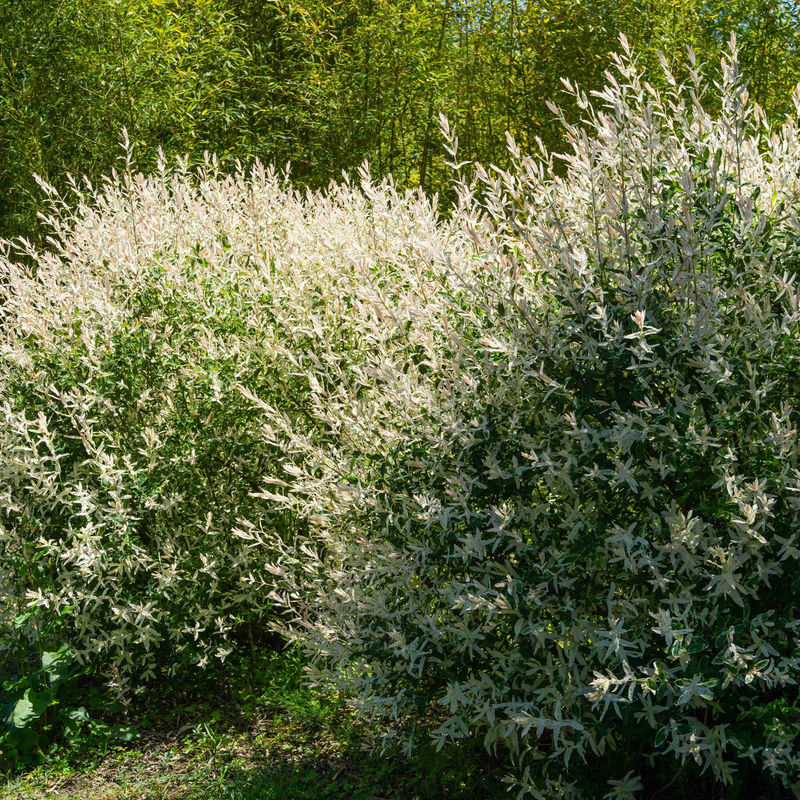 Harlekinweide