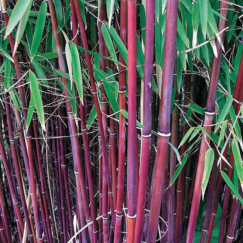 Roter bambus - Title:Der topf / Ø 9cm