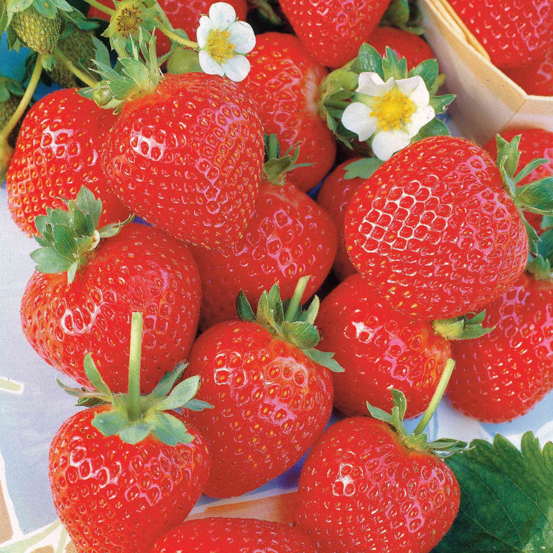 Remontant-Erdbeeren La Savoureuse de Willemse ® COV MA48 (x20)