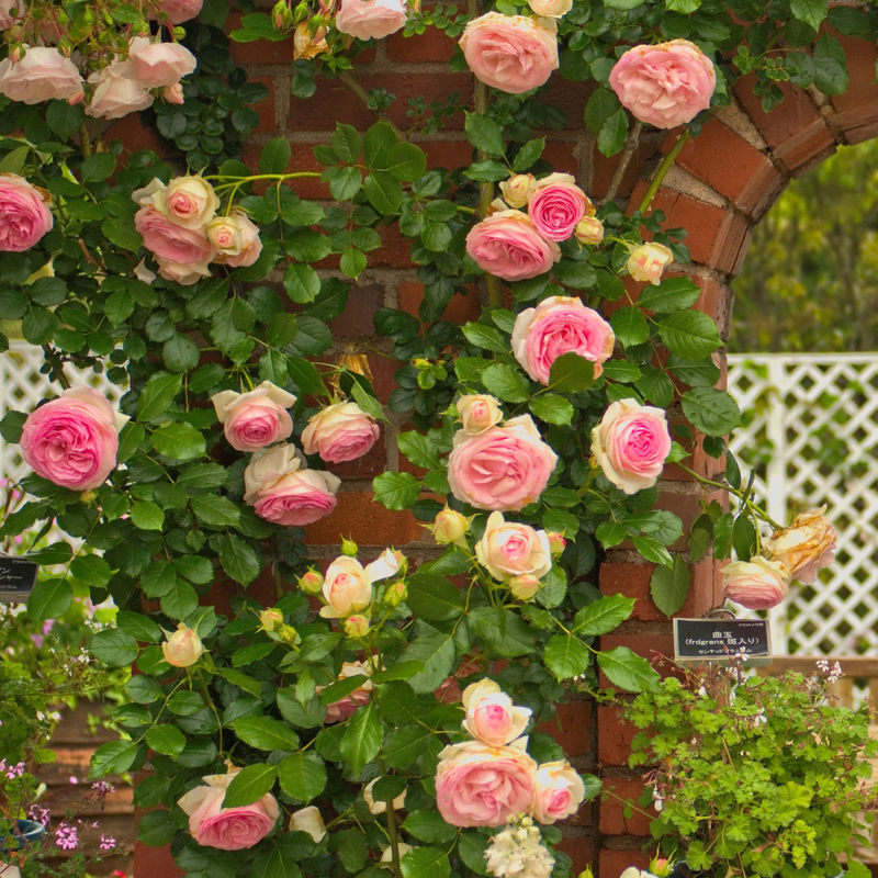 Kletterrose Pierre de Ronsard ® Meiviolin