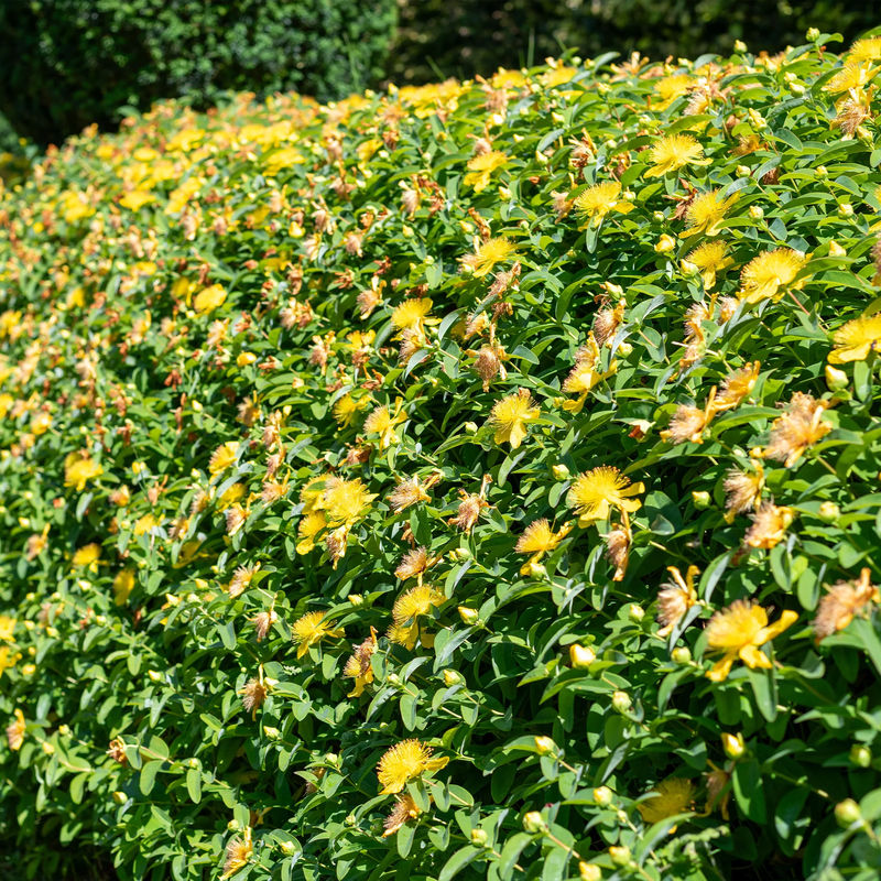 Johanniskraut (x5)