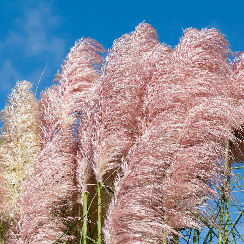 Pampasgras Cortaderia 'Rosea' - Title:Der topf / Ø 9cm