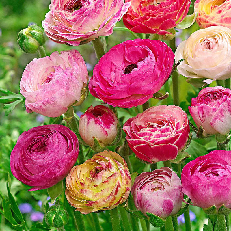 Asiatischer Hahnenfuß 'Peony Blend' (x15)