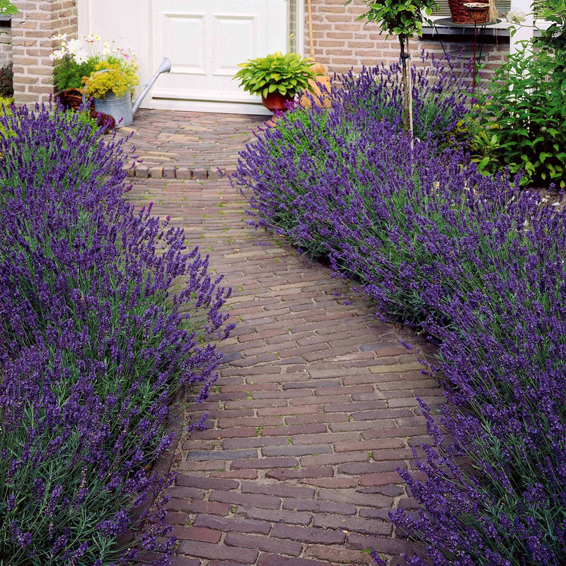Lavendel 'Munstead'