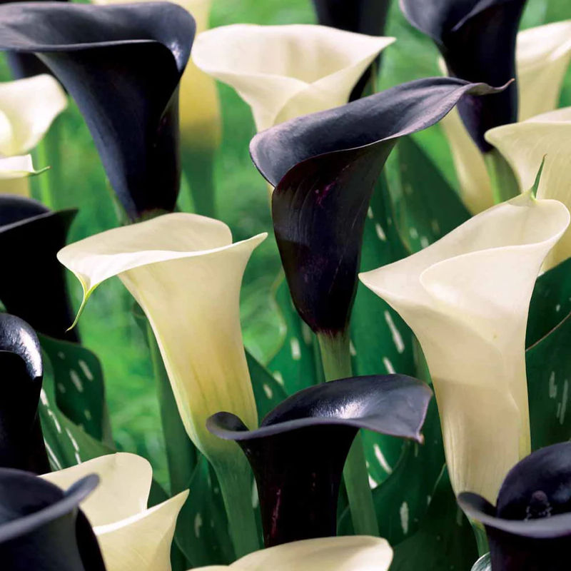 Calla Mischung (2 weiße Snowstar + 2 schwarze Cantor) (x4)