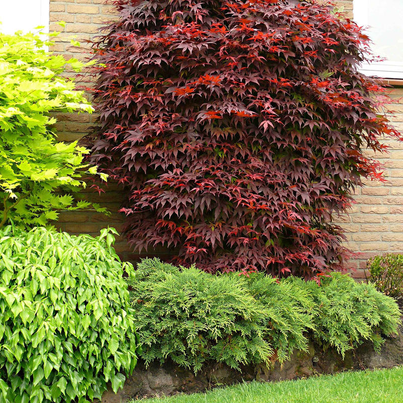 Japanischer Ahorn 'Atropurpureum'