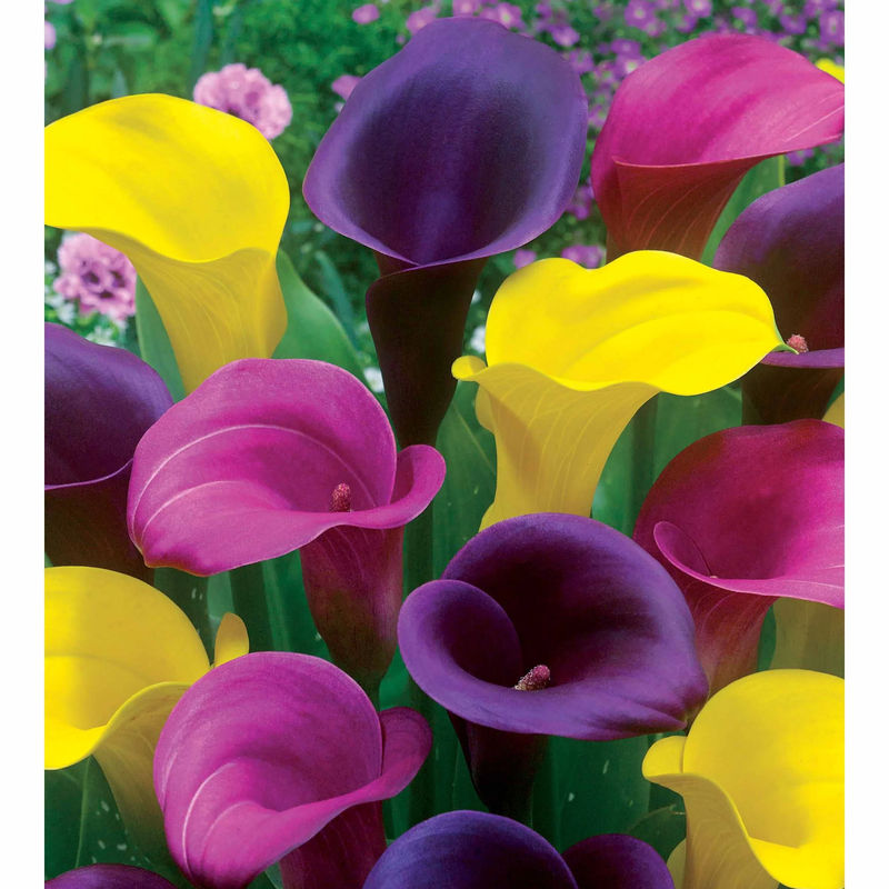 Calla Mischung (rosa + gelb + purpur) (x3)