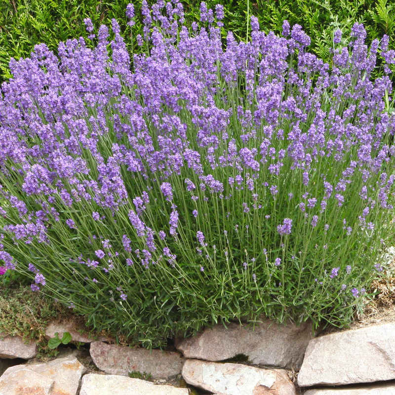 Lavendel Grosso