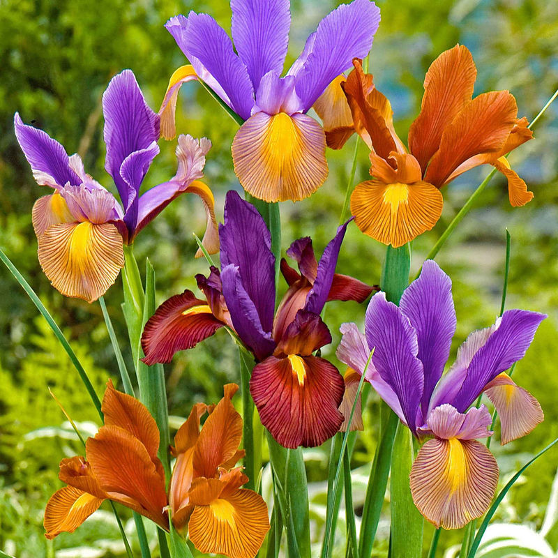 Holländische Iris Mischung (x40)