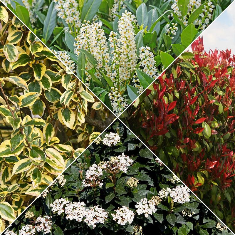 Immergrüne Hecke (x4) - Title:Die 4 töpfe / 2L / Lieferhöhe ca. 30cm
