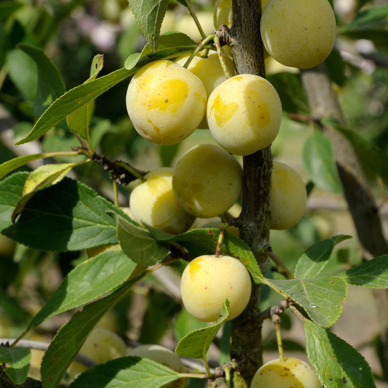 Pflaume Mirabelle von Nancy - Title:Der topf / 3L / Lieferhöhe 80-100cm