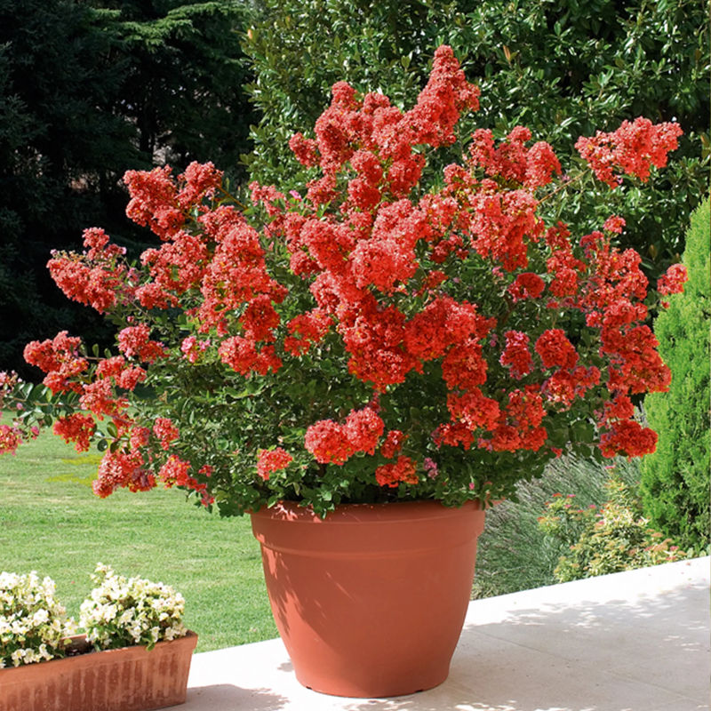 Lagerströmie rot - Title:Der topf / Ø 15cm / Lieferhöhe 20-25cm