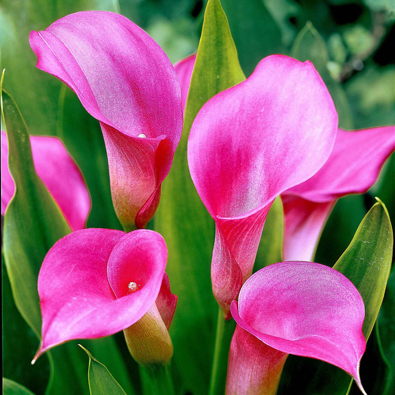 Rehmann-Calla rosa (x2)