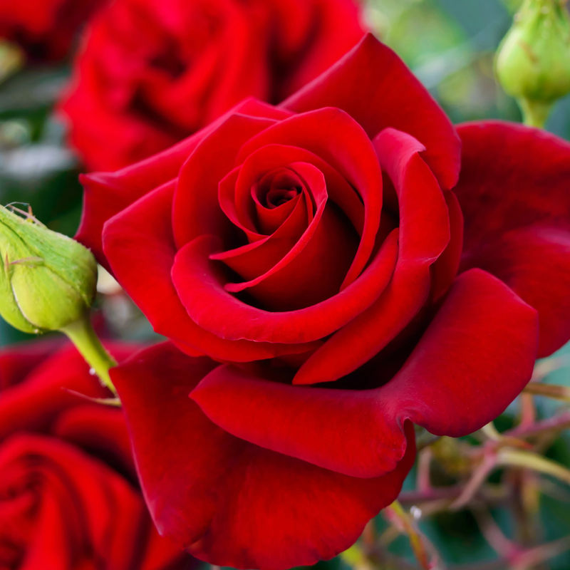 Leuchtend rote Strauchrose