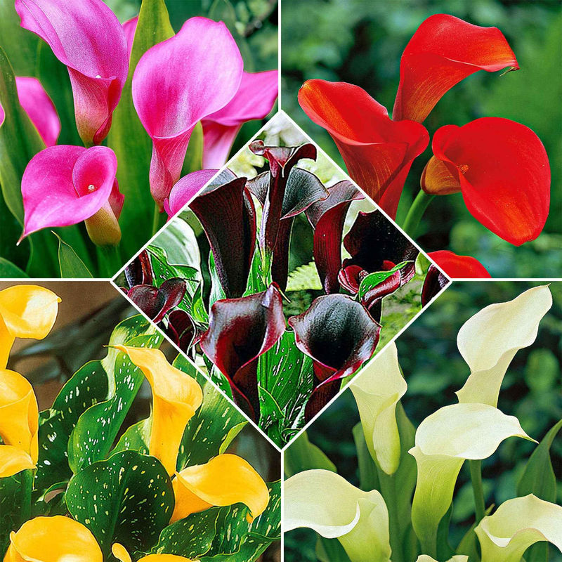 Calla Mischung (x5)