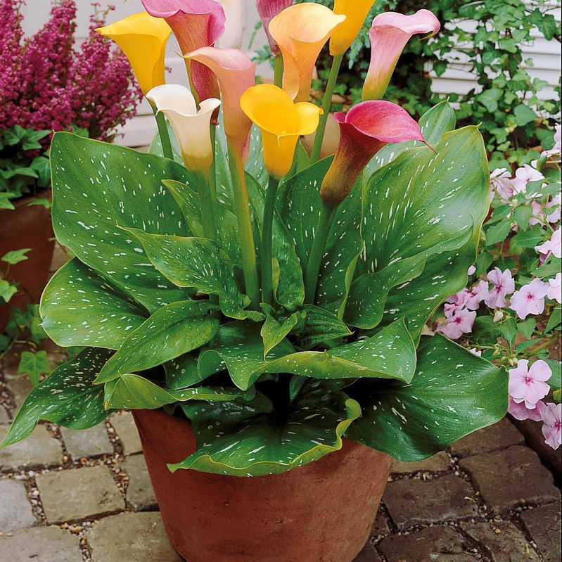 Calla Mischung (weiß + rosa + gelb) (x3) - Title:Das beutel von 3 blumenzwiebeln / umfang 14-16cm