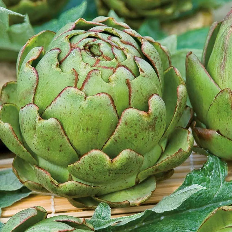 Artischocke Vert de Provence