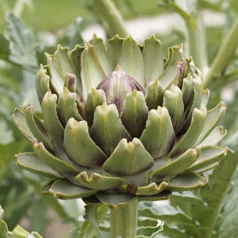 Artischocke Vert de Laon Pflanzen