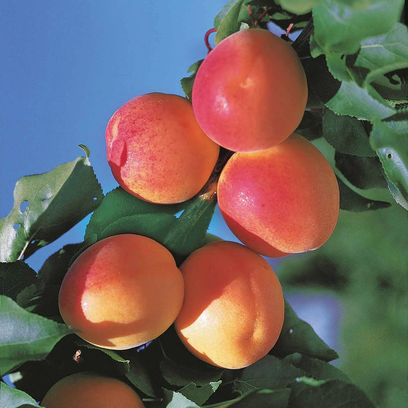 Aprikosenbaum Pfirsich von Nancy - Title:Der wurzelballen / becher von 2 jahre / Lieferhöhe 90-130cm