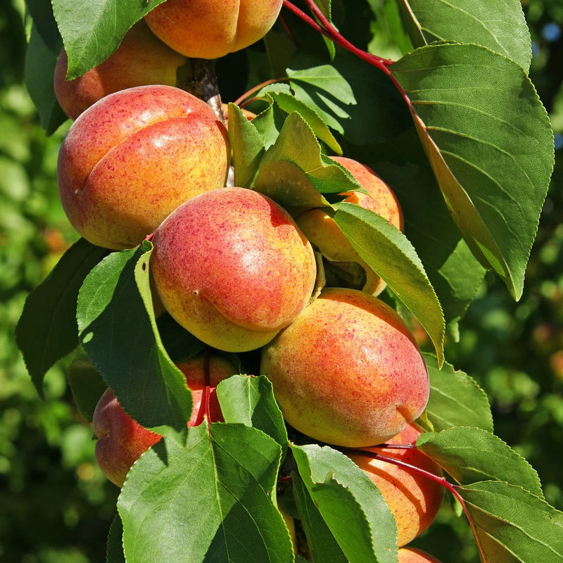 Aprikosenbaum Polonais - Title:Der topf / 3L / Lieferhöhe 50-80cm