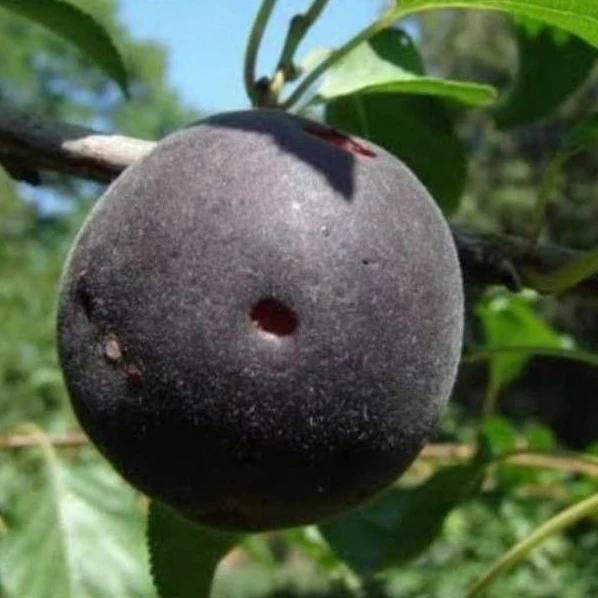 Schwarze Aprikose Biricoccolo
