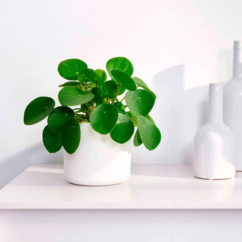 Pfannkuchenpflanze Pilea peperomioides