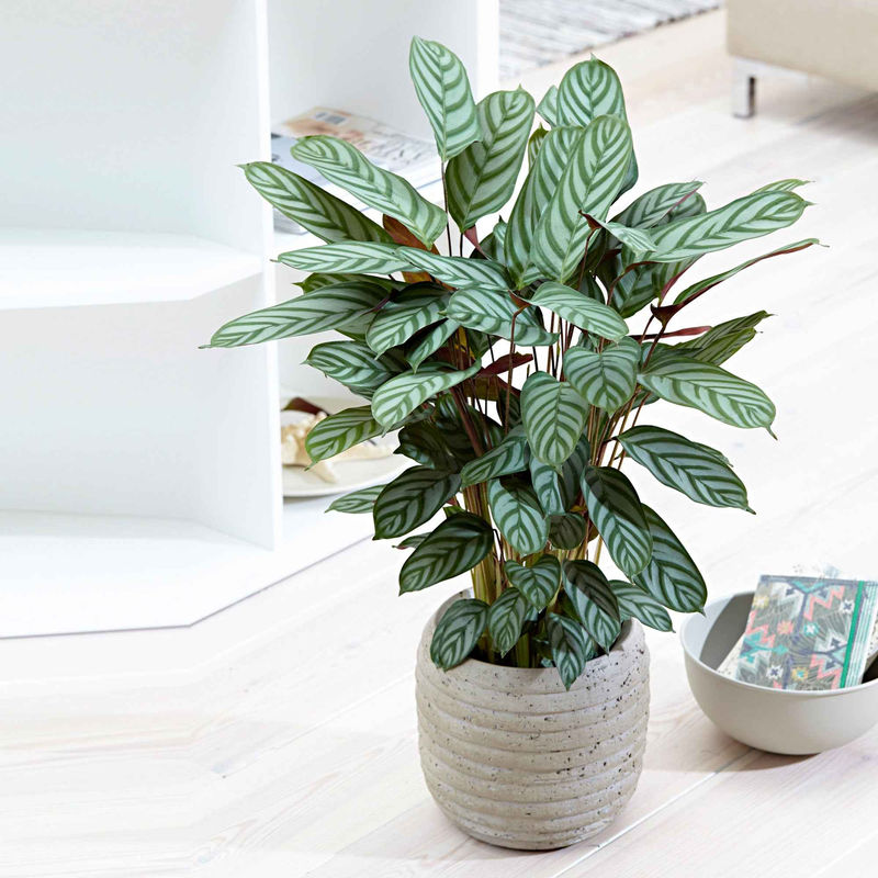 Korbmarante 'Compact Star'