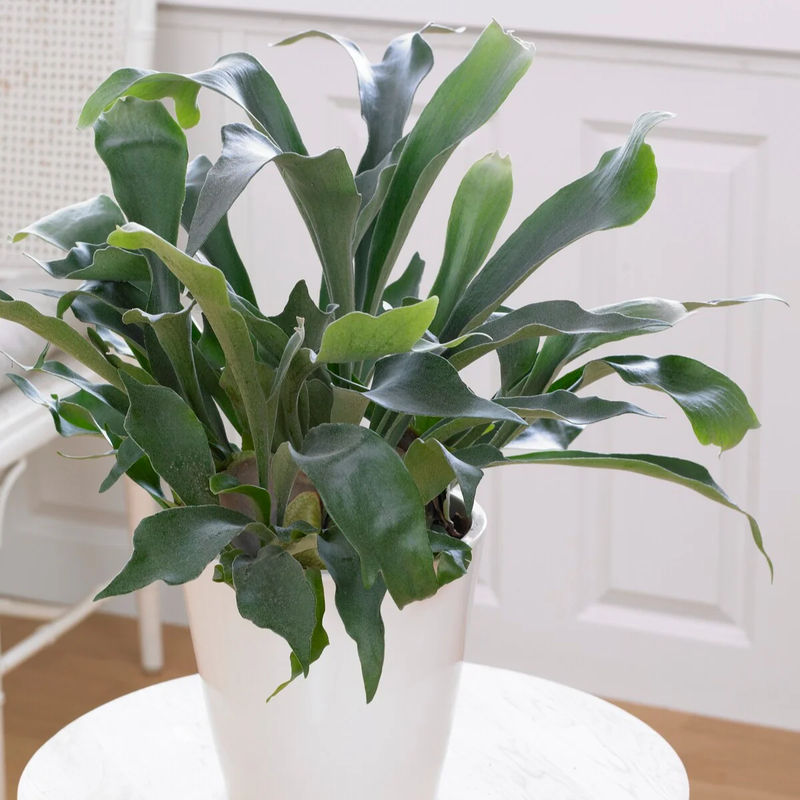 Geweihfarn Platycerium bifurcatum - Hängepflanze