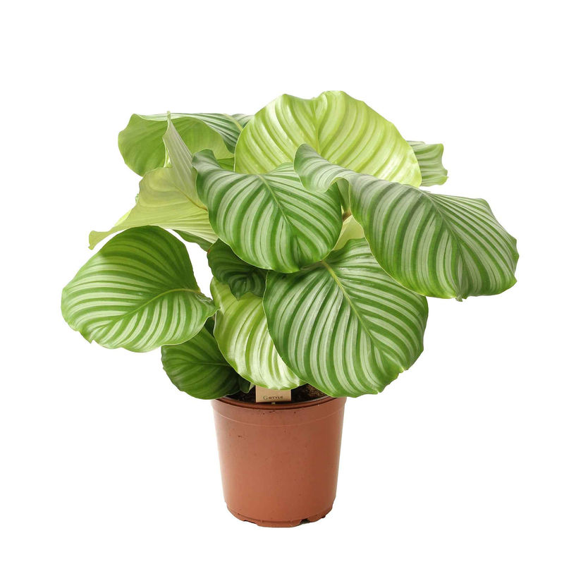 Calathea orbifolia