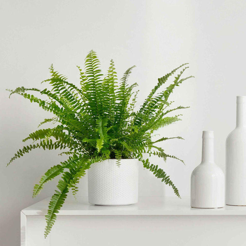 Schwertfarn Nephrolepis 'Green Lady' - Title:Der topf / Ø 12cm / Lieferhöhe 30-35cm