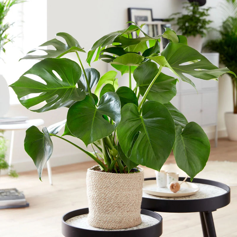 Fensterblatt Monstera deliciosa