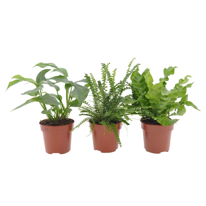 Badezimmerpflanzen Mischung (x3)