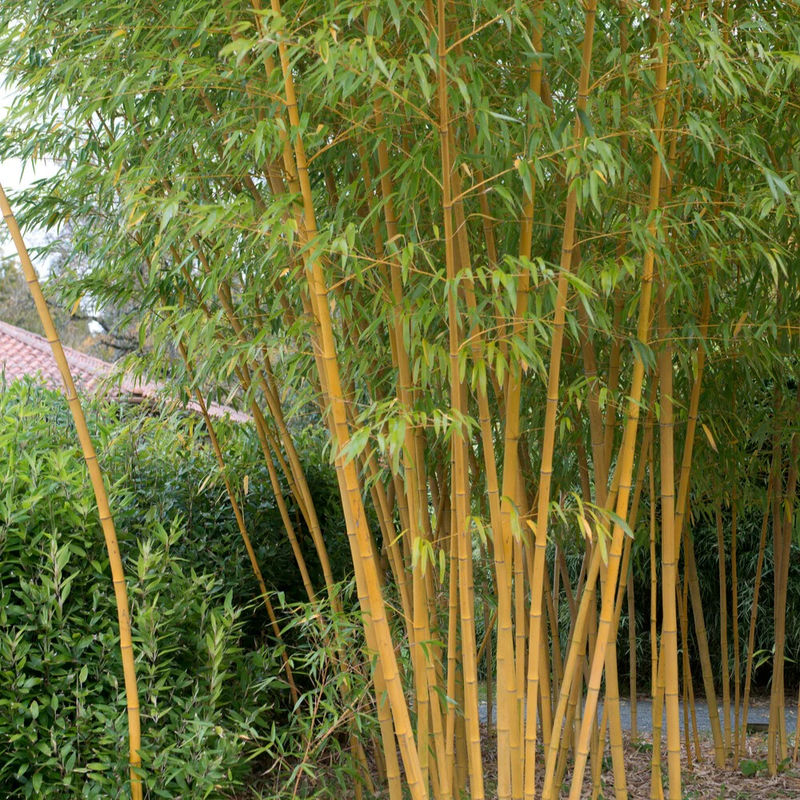 Riesenbambus 'Aureocaulis'
