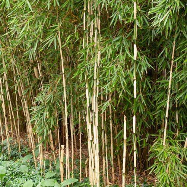 Bambus Pingwu
