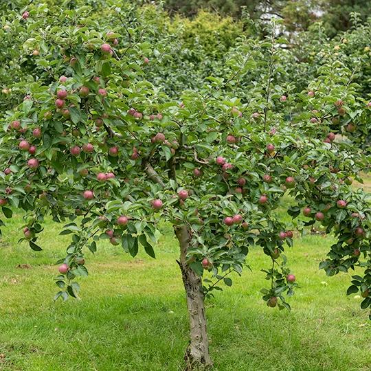 Apfelbaum Melrose